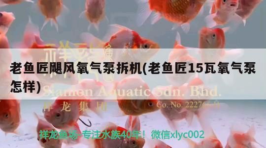 老魚匠颶風(fēng)氧氣泵拆機(jī)(老魚匠15瓦氧氣泵怎樣)