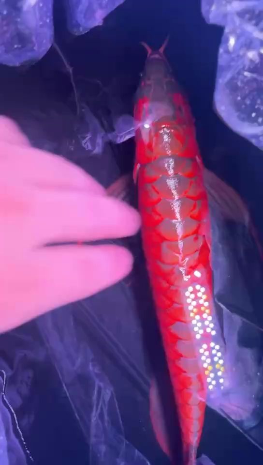 魚缸過濾器選購指南:自制魚缸過濾器魚缸上置過濾器對于養魚愛好者的必備知識 75公分的箱子 你們想象一下 龍魚論壇 75公分的箱子 你們想象一下 75公分的箱子 你們想象一下 龍魚論壇