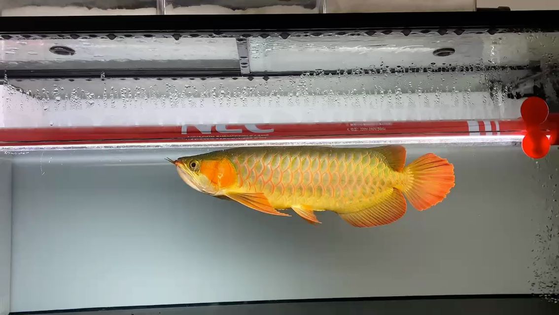 鼓喉炮彈頭綠皮辣椒紅龍 粗骨寬身戰車
