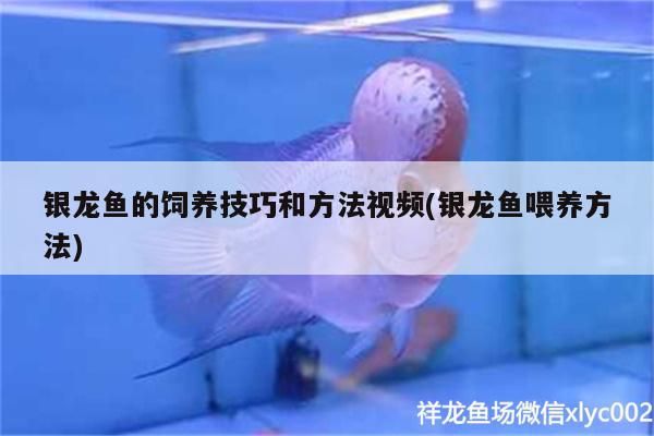 銀龍魚的飼養技巧和方法視頻(銀龍魚喂養方法)