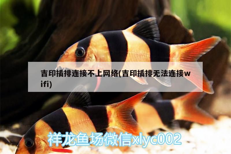 吉印插排連接不上網絡(吉印插排無法連接wifi) 吉印插排連接不上網絡(吉印插排無法連接wifi) 吉印水族