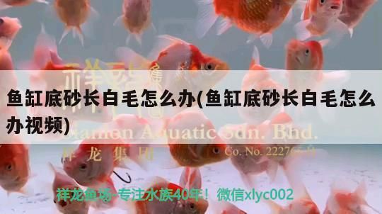 魚缸底砂長白毛怎么辦(魚缸底砂長白毛怎么辦視頻)