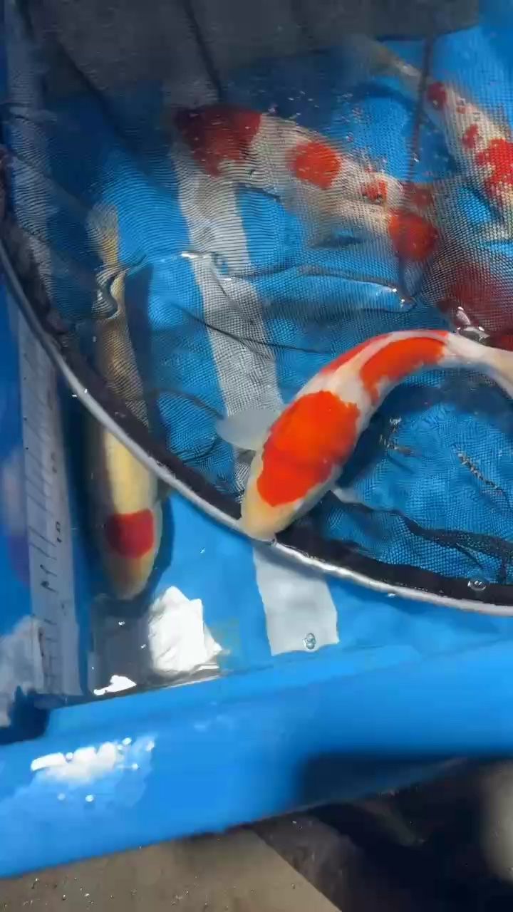 錦鯉的天花板