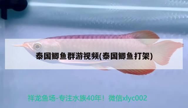 元寶鳳凰魚食性研究進展：元寶鳳凰魚專用魚糧配方揭秘元寶鳳凰魚營養(yǎng)需求與疾病預防