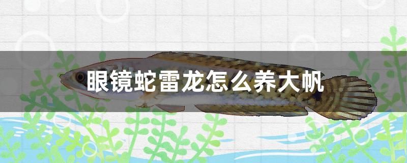 眼鏡蛇雷龍怎么養大帆