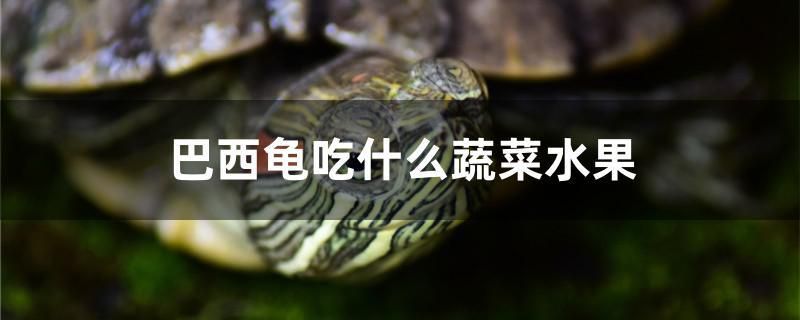 魚缸公司擺放位置風水圖片大全（ 公司魚缸擺放位置風水禁忌） 魚缸公司擺放位置風水圖片大全（ 公司魚缸擺放位置風水禁忌） 馬印水族