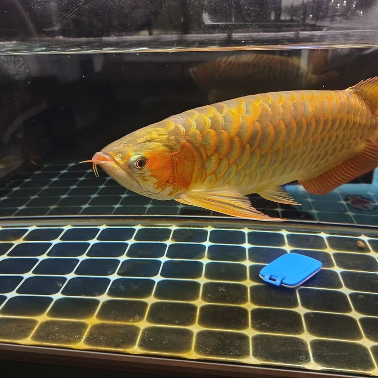 上岸整套出售 龍魚論壇 第2張 上岸整套出售 上岸整套出售 龍魚論壇 第2張