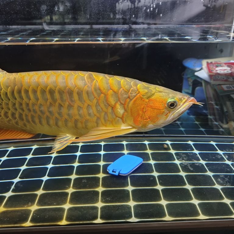 上岸整套出售 龍魚論壇 第3張 上岸整套出售 上岸整套出售 龍魚論壇 第3張