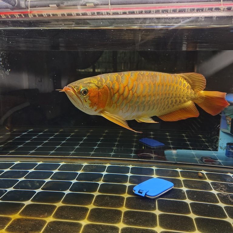 上岸整套出售 龍魚論壇 第4張 上岸整套出售 上岸整套出售 龍魚論壇 第4張