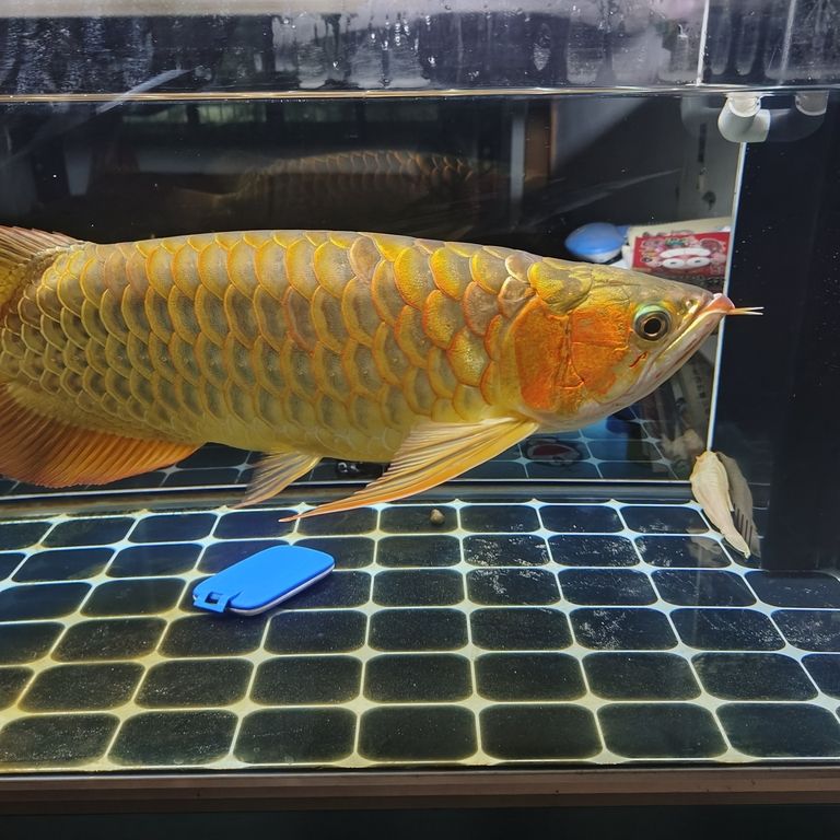 上岸整套出售 龍魚論壇 第5張 上岸整套出售 上岸整套出售 龍魚論壇 第5張