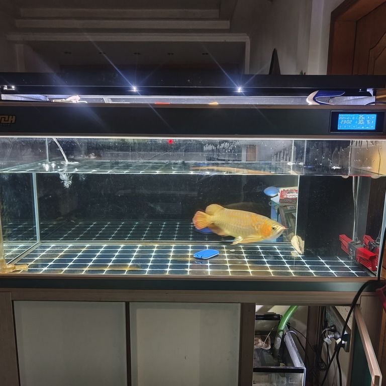 上岸整套出售 龍魚論壇 第6張 上岸整套出售 上岸整套出售 龍魚論壇 第6張