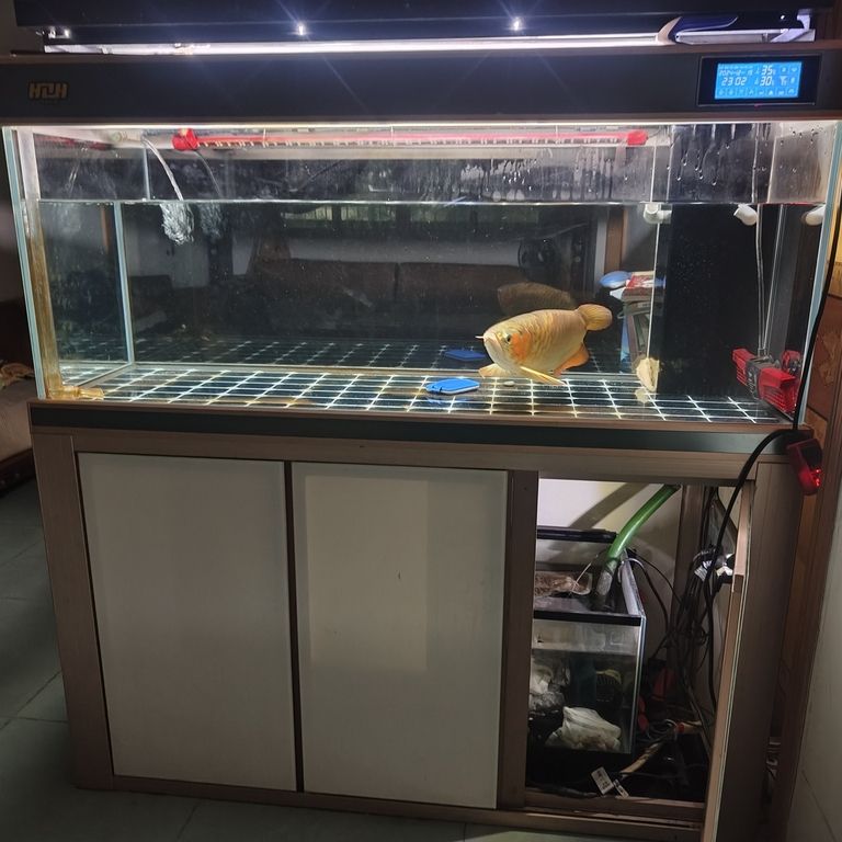 上岸整套出售 龍魚論壇 第7張 上岸整套出售 上岸整套出售 龍魚論壇 第7張