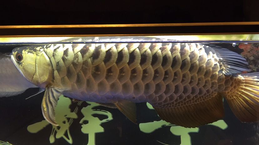 古典過背金龍魚值錢嗎圖片：古典過背金龍魚價值的幾個關鍵因素古典過背金龍魚價值