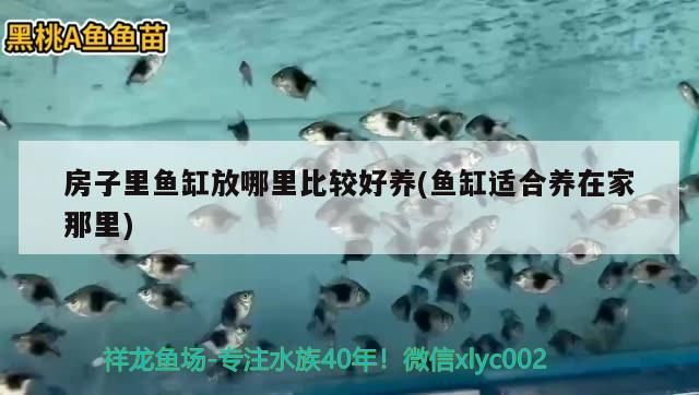 房子里魚缸放哪里比較好養(魚缸適合養在家那里)
