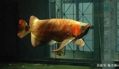 家里養紅龍魚有什么講究：家中養紅龍魚需考慮風水講究和飼養方法紅龍魚風水布局指南