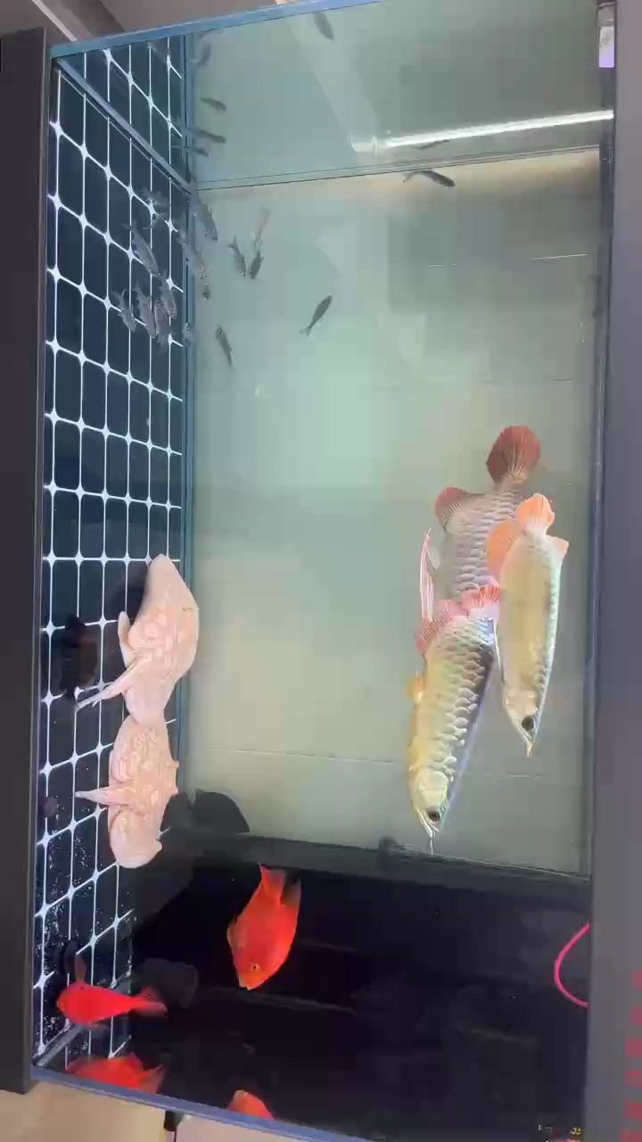 三龍混養希望不要再開戰了