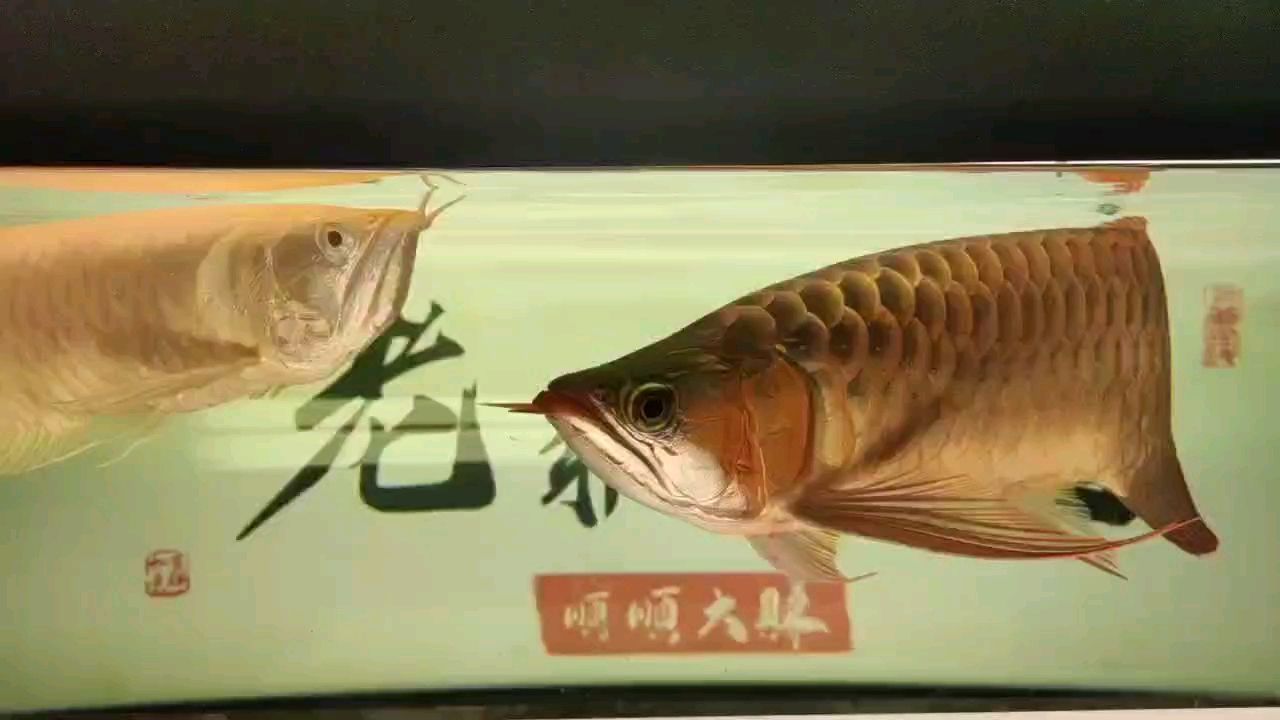 換水量足夠，有助于提升鱗片亮度