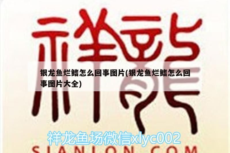 銀龍魚爛鰭怎么回事圖片(銀龍魚爛鰭怎么回事圖片大全) 銀龍魚爛鰭怎么回事圖片(銀龍魚爛鰭怎么回事圖片大全) 銀龍魚百科