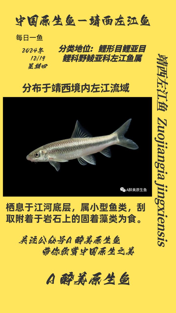 靖西左江魚