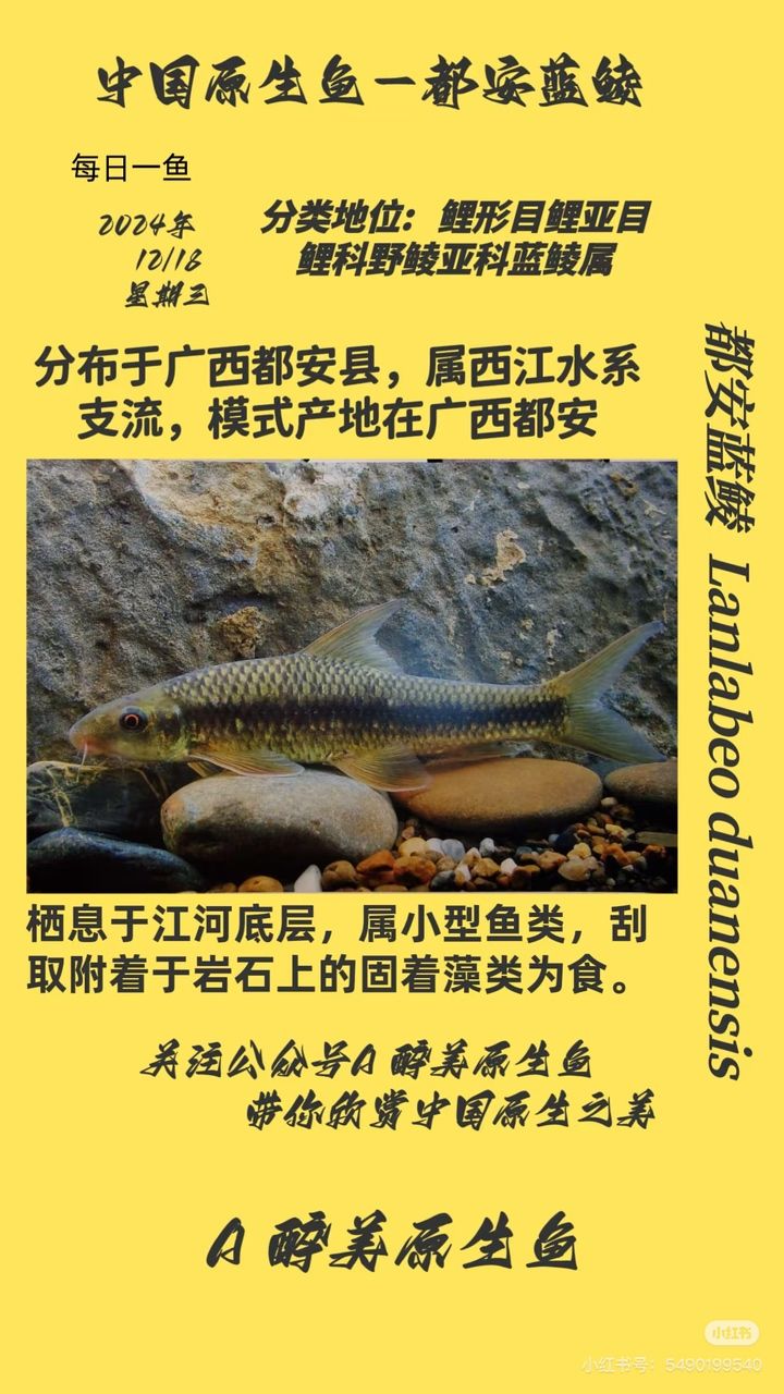 都安藍鯪