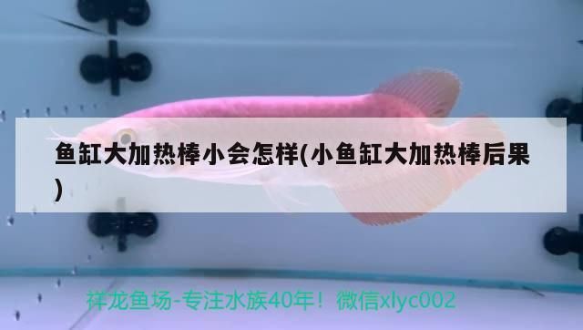 魚缸大加熱棒小會怎樣(小魚缸大加熱棒后果)