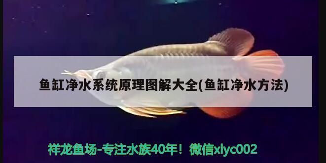 魚缸凈水系統原理圖解大全(魚缸凈水方法)