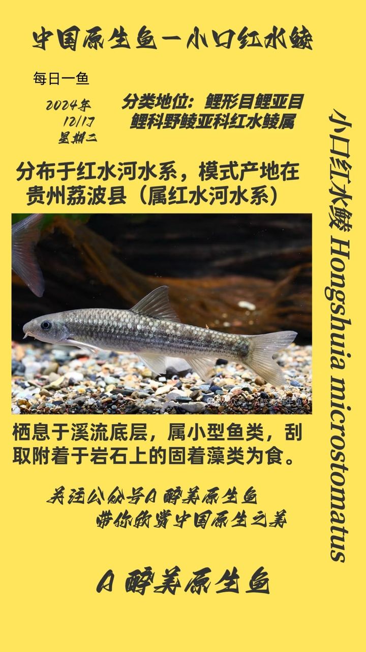 小口紅水鯪
