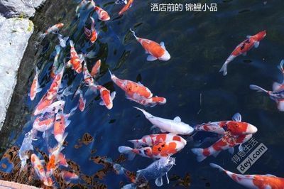 煙臺(tái)可麗愛魚缸專賣店電話：煙臺(tái)可麗愛魚缸專賣店，打造水族世界的藝術(shù)殿堂