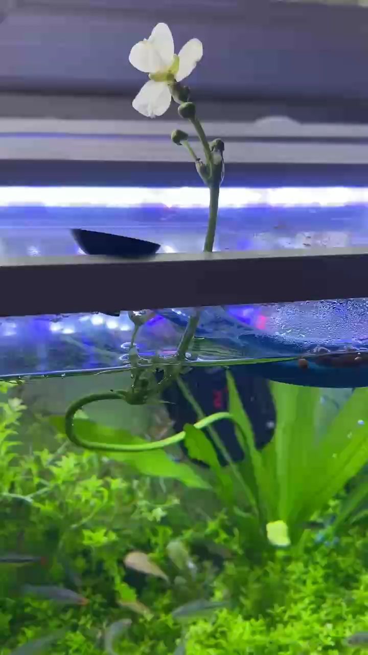小花