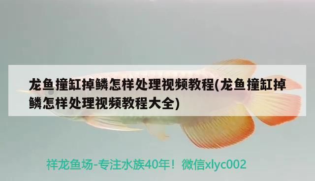 龍魚撞缸掉鱗怎樣處理視頻教程(龍魚撞缸掉鱗怎樣處理視頻教程大全) 龍魚撞缸掉鱗怎樣處理視頻教程(龍魚撞缸掉鱗怎樣處理視頻教程大全) 速倍妥魚糧魚藥