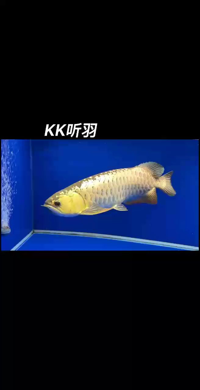 古典過(guò)背金龍
