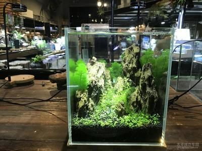 水族館店里買什么花合適圖片（適合在水族館購買的植物有哪些）