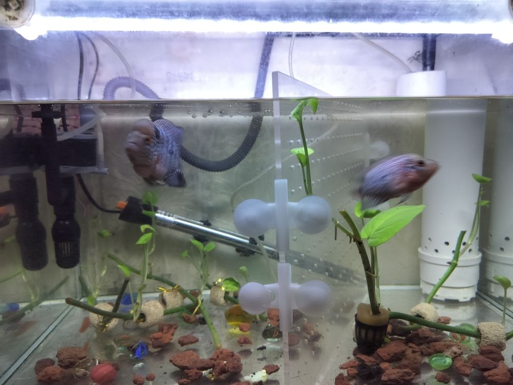 頭座越來越明顯！