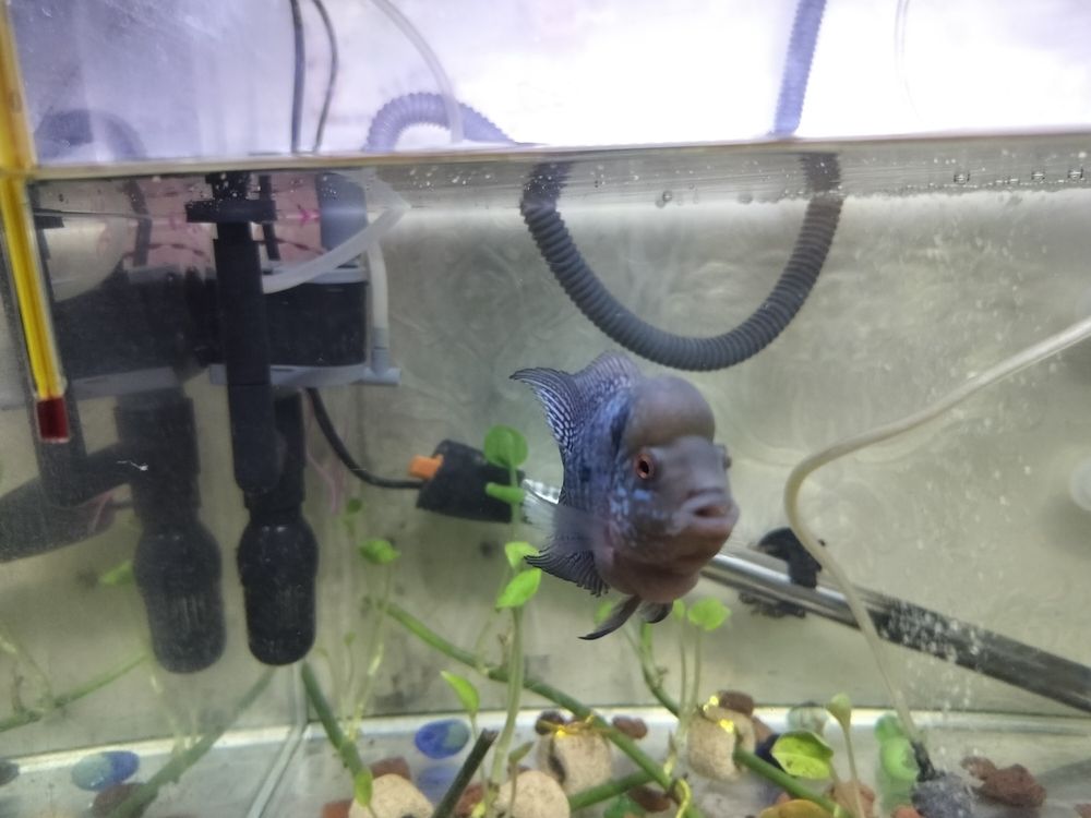 頭座越來越明顯！