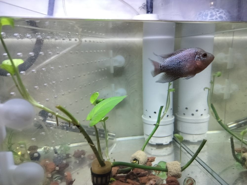頭座越來越明顯！