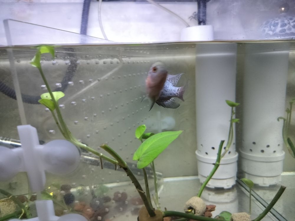 頭座越來越明顯！