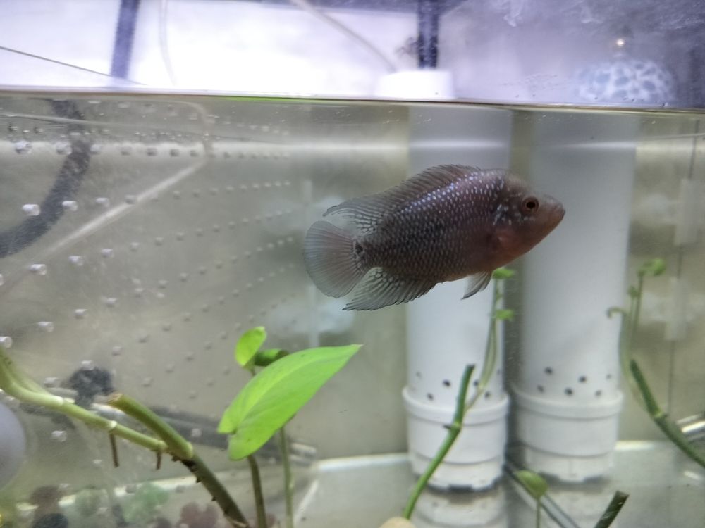 頭座越來越明顯！