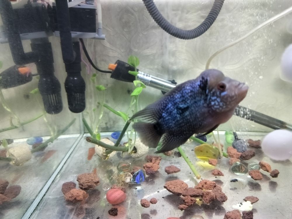 頭座越來越明顯！