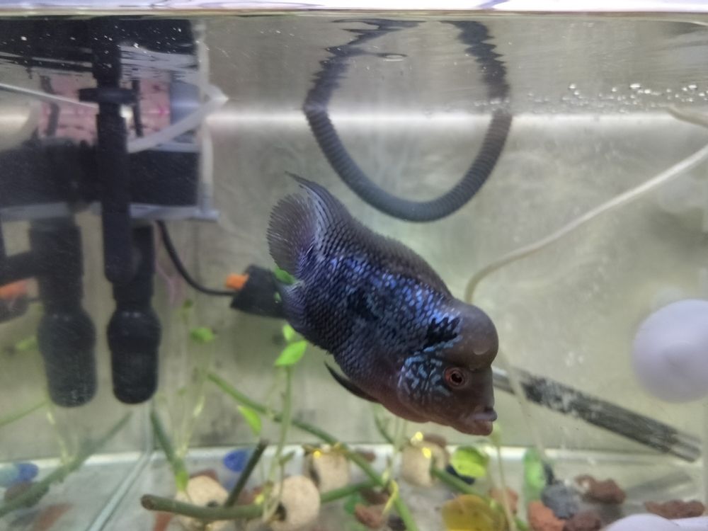 紅龍魚配魚有哪些注意事項，紅龍魚配魚有哪些注意事項，