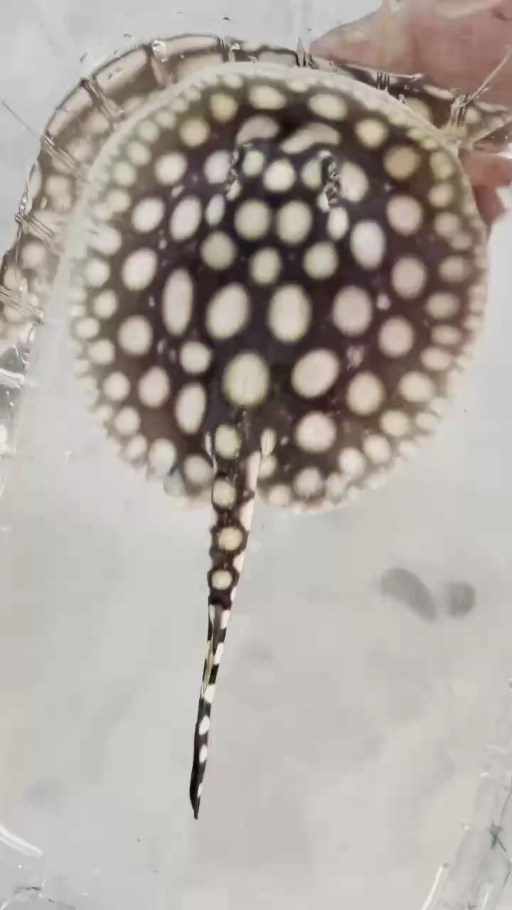 三個月的小母魚