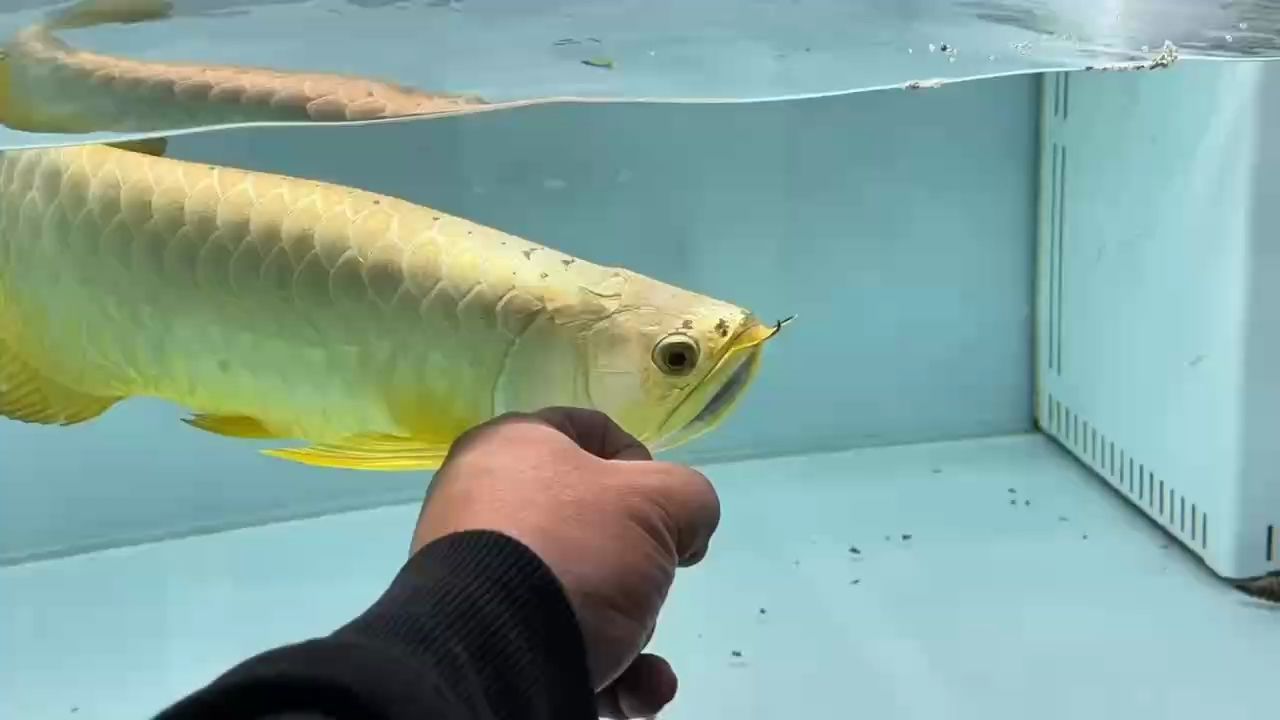 正宗炮彈頭大金條
