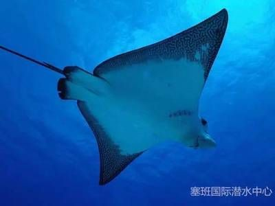 魟魚與蝠鲼：魟魚與蝠[需手動填充]在外觀上可能相似但實際上它們屬于不同的生物分類