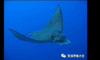 魟魚與蝠鲼：魟魚與蝠[需手動填充]在外觀上可能相似但實際上它們屬于不同的生物分類