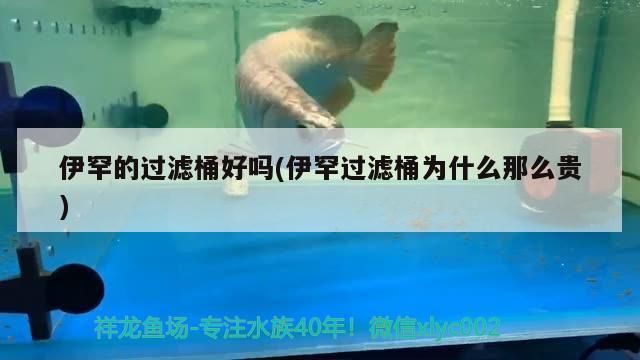 魚缸過濾器選購指南:自制魚缸過濾器魚缸上置過濾器對于養魚愛好者的必備知識 伊罕的過濾桶好嗎(伊罕過濾桶為什么那么貴) 伊罕水族 伊罕的過濾桶好嗎(伊罕過濾桶為什么那么貴) 伊罕的過濾桶好嗎(伊罕過濾桶為什么那么貴) 伊罕水族