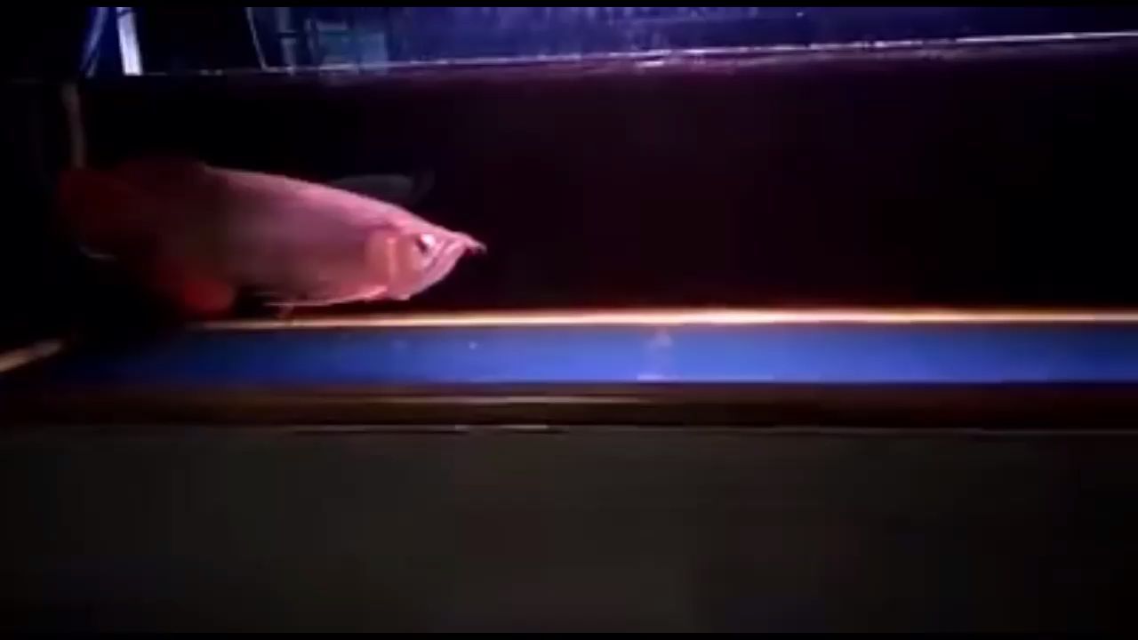 神仙魚魚缸高度（ 神仙魚一缸養(yǎng)幾個(gè)品種為好） 神仙魚魚缸高度（ 神仙魚一缸養(yǎng)幾個(gè)品種為好） 速倍妥魚糧魚藥