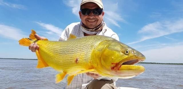 黃金河虎魚追星行為解析，黃金河虎魚的追星行為及其背后的生物學(xué)意義 黃金河虎魚追星行為解析，黃金河虎魚的追星行為及其背后的生物學(xué)意義 虎魚百科 第5張