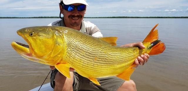 黃金河虎魚追星行為解析，黃金河虎魚的追星行為及其背后的生物學(xué)意義 黃金河虎魚追星行為解析，黃金河虎魚的追星行為及其背后的生物學(xué)意義 虎魚百科 第4張