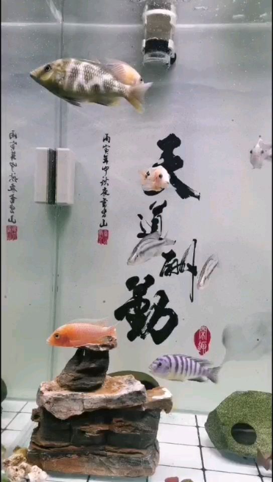 燈不錯值得擁有吉印 燈不錯值得擁有吉印 吉印水族 第1張