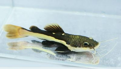 黃金貓魚活餌喂養常見問題（黃金貓魚活餌喂養的常見問題和解決方法黃金貓魚水質管理要點）