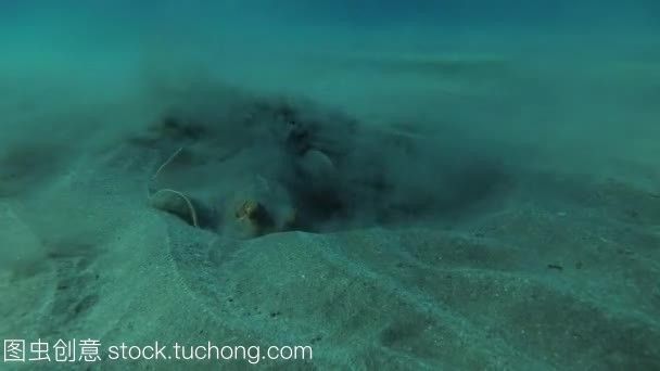 魟魚能放沙子里嗎視頻：魟魚可以放沙子里嗎[需手動(dòng)填充]魚能放沙子里嗎，魟魚能放沙子嗎 魟魚能放沙子里嗎視頻：魟魚可以放沙子里嗎[需手動(dòng)填充]魚能放沙子里嗎，魟魚能放沙子嗎 魟魚百科 第2張